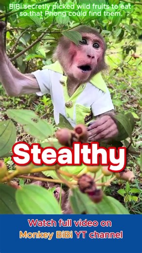 BiBi's Adventure: Wild Fruits Exploration