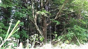 7.7K views · 194 reactions | Easiest and safest ladder stand on the planet to put up! 3 minutes 50 seconds even fighting a limb and Briars. Just wanted to tell everyone about it! They are not a sponsor but I feel this is a great tool for everyone looking for a high quality USA made stand. Not cheap to buy but worth it ! They last forever ! I talk longer about it than it took to put it up! Lol. FAMILY TRADITIONS TREE STANDS AND LADDERS | Whitetail Edge | Facebook