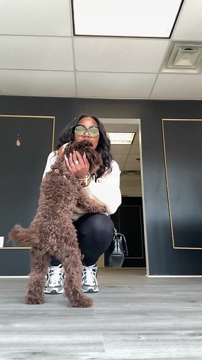 Poodle Life: Raising a Toy Poodle Puppy