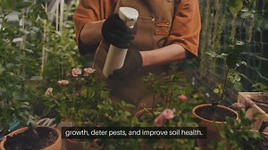 Companion Planting Strategies