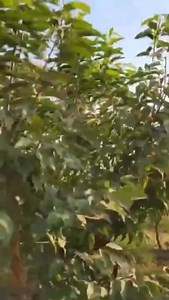 Amazing machine | Ravish Kumar Fans