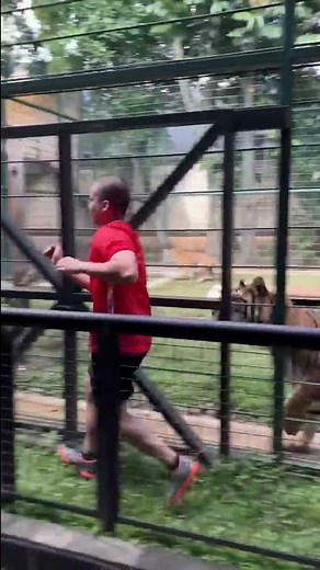 HARIMAU ESHAN-JINORA TAKUT SAMA CELLOSZXZ !?