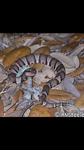 237K views · 1.3K reactions | Baby Broad-banded Copperhead gently being pet with a stick....what will be it's response? This video also provides a glimpse into their inquisitive nature...notice how it's studying everything that's new to it. (I do not recommend anyone interact with a venomous snake unless they are an experienced professional.) #naturelovers #copperhead #wildlife #nature #snakes #calmmind | The Copperhead Den | Facebook