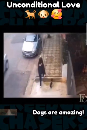 Dogs saving humans compilation 🥰 #FreedomChasers #reaction #fblifestyle #dogs #rescue #compilation #love | Freedom Chasers