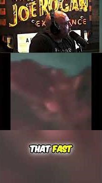 Chile UFO Orb Sighting Goes Viral | Joe Rogan Reacts