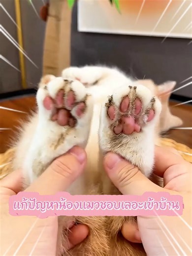 #ถุงมืออาบน้ําสัตว์เลี้ยง #เคล็ดลับสัตว์เลี้ยง #สัตว์เลี้ยง #อุปกรณ์สัตว์เลี้ยง #ทาสหมา #ทาสแมว #ของใช้สัตว์เลี้ยง #ของดีบอกต่อ #หมาแมว #ใช้ดีบอกต่อ #รีวิวจริง #สัตว์เลี้ยงtiktok #TikTokShop #fypシ