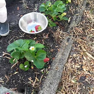 Netted strawberries 🍓 . Blackbirds will peck at our strawberries if we do not cover the plants with netting. Keeping them watered at least every 2 days is good for maintaining the plants and a fortnightly drink of liquid seaweed gives them a boost 🧜‍♂️ . #communityofgardeners #maramataka #growingkaibythemoon #maramatakamaori #gardeningbythemoon #lunargardening #maarakai #nzlife #sustainablelifestyle #tikangamaara #kiwilifestyle #aotearoanz #gardeninglife #nzgarden #nzgardener #strawberrygrower