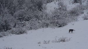 30K views · 2.1K reactions | What happens when wolf meets lynx? It's...