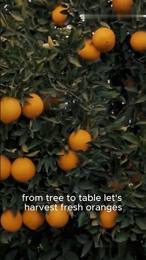 Orange Harvesting From Tree to Table | Ripe Citrus, Real Farm Work | built by machines | #shorts