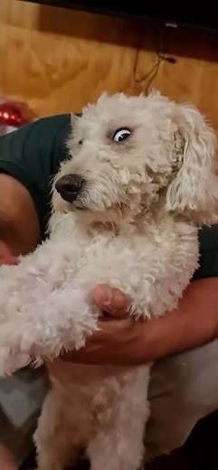 Dog Makes Funny Face While Getting Trimmed || ViralHog