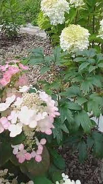 LITTLE QUICK FIRE, charming baby! Paniculata hydrangeas #hydrangeaseedlings