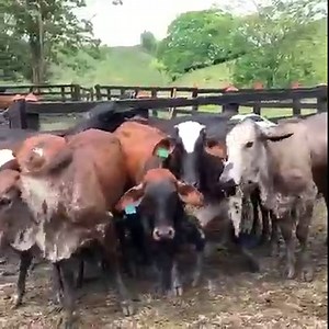 161K views · 5.9K reactions | Procedimiento para marcar ganado con hierro caliente, con la marca de la persona que adquirió este lote, también como requisito obligatorio y legal para movilizarse por las carreteras de nuestro país . . . . . . #rehagronegocios #ganaderia #ganado #ganadodeleche #lecheriadetropicobajo | Rehagronegocios Agromarketing | Facebook