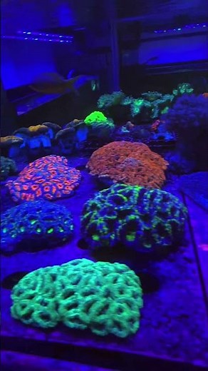 Fresh LPS Coral Shipment from Australia | Vibrant Reef Additions 🌊💎 #shipment #reeftank #lpscoral