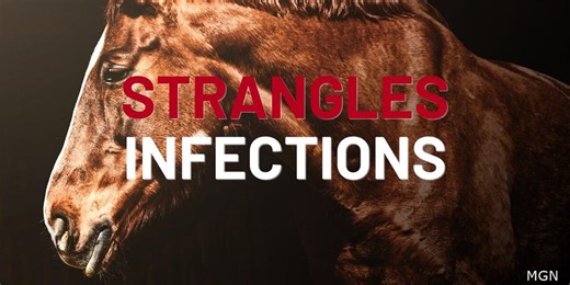 Multiple horses test positive for Strangles infection, dozens exposed