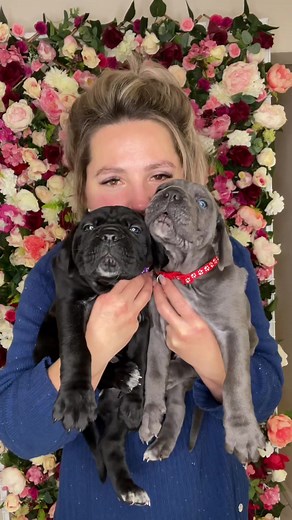 Cane Corso Puppy Growth Progression