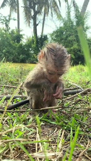 Humans Helping Poor Baby Monkeys | Heartwarming Rescue Stories