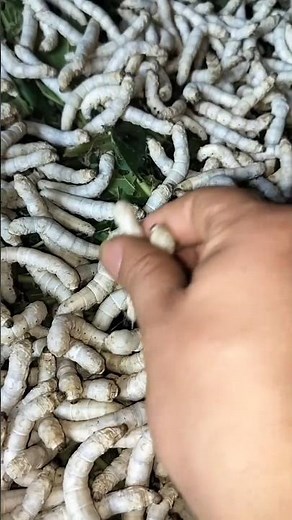 The Art of Sericulture: How Farmers Provide Perfect Frames for Silkworms 👀