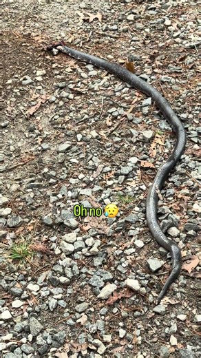 First snake of the year 🥲 #graphic #rip