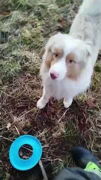 Another way of composting with biochar that I do - not for heat