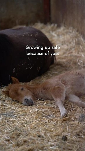 You Help Create a Better World for Horses! 💙