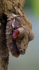 Uroplatus phantasticus Gecko Wincent 5X0IW #lizard #wildlife #nature | HAWI Studios