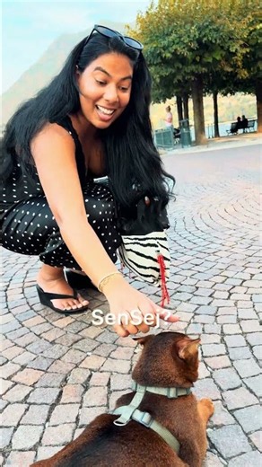 Americans 🇺🇸 Can’t Believe This Cat in Italy 🇮🇹😱🐱