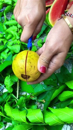 Red Guava Fruit #redguava