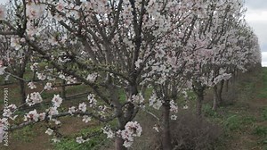 planting almond trees with white and pink flowers in a plantation