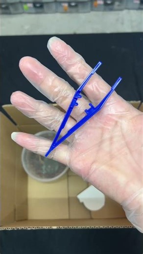 Packing Blue Dumpy Remaja🤩😍 | WA 082137374647 | Website Reptilezoy. com