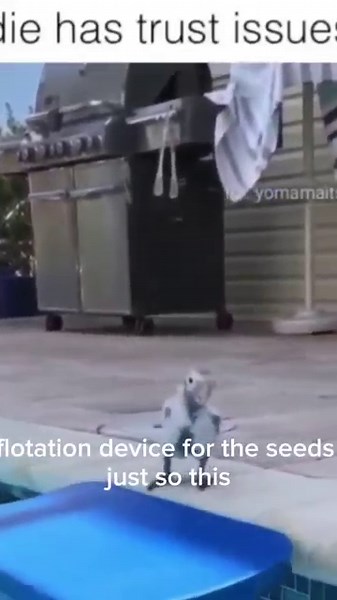 FLOATATION DEVICE (DAY 2) #floatation #device #bird #youtubeshorts