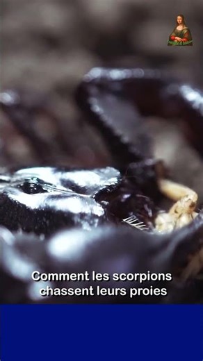 Comment le scorpion chasse sa proie