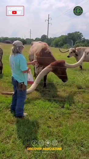 6.2K views · 20 reactions | Long horn Cows #cow #cows #cowbreed | Discover Agriculture | Facebook