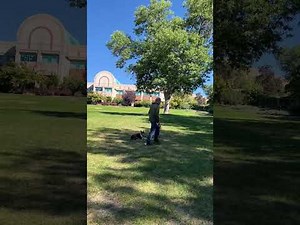 Complete Guide to Dog Trainer Certification
