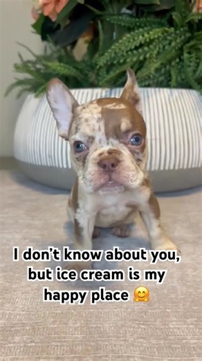 Who loves ice cream? #puppy #dog #roblox #frenchbulldog #funny #icecream #minecraft #terraria