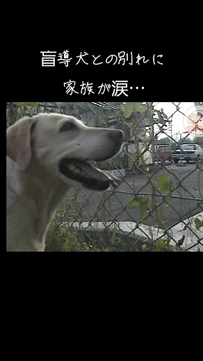 人間と盲導犬の絆：感動の再会と家族の涙