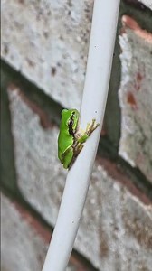 Very small tree frog