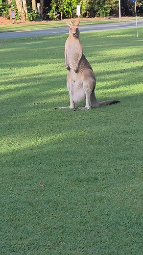 Kangaroos on the gulf course of Novotel Resorts | Camara Buli | Facebook
