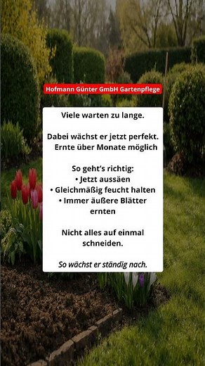 🥬 Mangold jetzt anbauen – regelmäßig ernten! 🥬