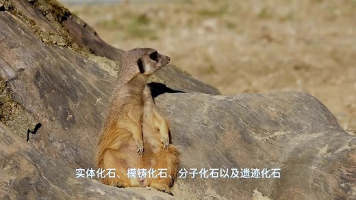 #古生物的化石是怎样形成的？#地理知识。#换个角度看世界