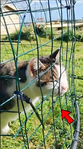 The Safest Outdoor Adventure for Cats 🐱🌿
