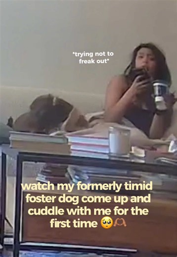 Foster Dog Nellie’s First Cuddle Caught on Furbo