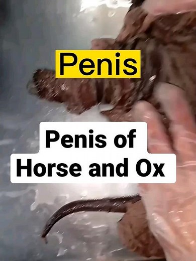 Penis of Horse and Ox Difference Male reproductive system Anatomy by Dr Abdullah vet Experts #shorts