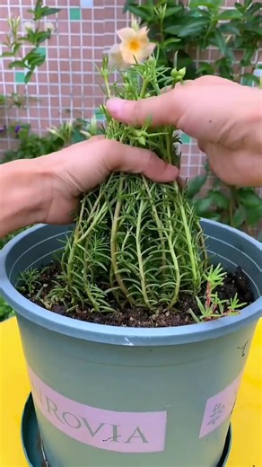 Como Podar Orquídeas: Guia Passo a Passo