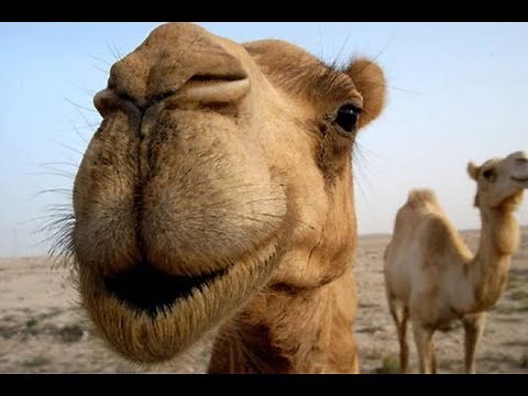 Camel mating in desert