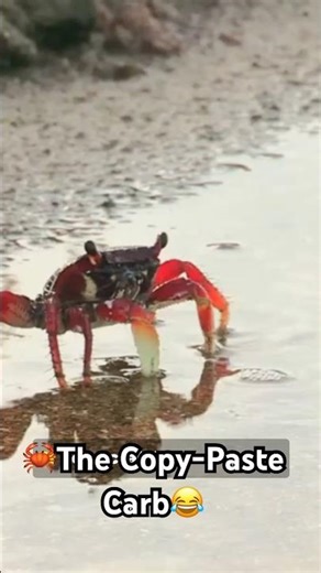🦀 Meet the Crab That Doesn’t Need a Mate… and It’s Spreading Fast! 😱