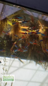 Feeding Neon Tetras and Golden Dojo Loaches TIME LAPSE! Love both of these fish! Are you keeping either? TANK ON! Follow us! @DustinsFishTanks https://linktr.ee/dustinsfishtanks #fish #neontetra #goldendojoloach aquarium | Dustin's Fishtanks