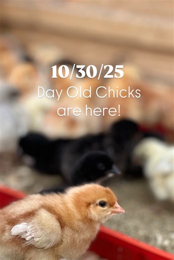 2.1K views · 47 reactions | A little Surprise this week! Day old chicks are back!! Precious little biddies are waiting to find their new home. Sapphire Splash, Novogen Browns, Black Stars, Gold Laced Wyandottes, Speckled Sussex, Barred Rocks, Rustic Rocks!! Book a farm visit to stop by and find your next flock! #dayoldchicks #chickdays #fallchicks | Charley's Chicks | Facebook