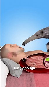 What If An Anteater Licked Into Your Stomach 😨