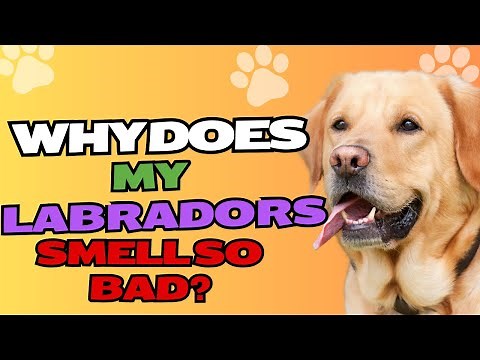 Why Does My Labrador Smell So Bad?🐶