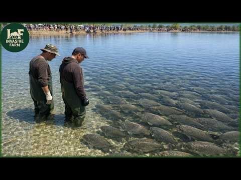 Tilapia Invasion: 80% of Native Fish Vanished - Brazil Was Shocked | Farming Documentary